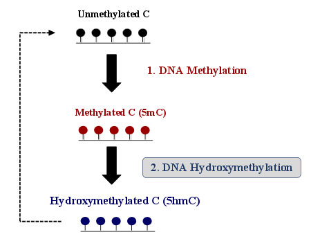 dna hydroxymethylation